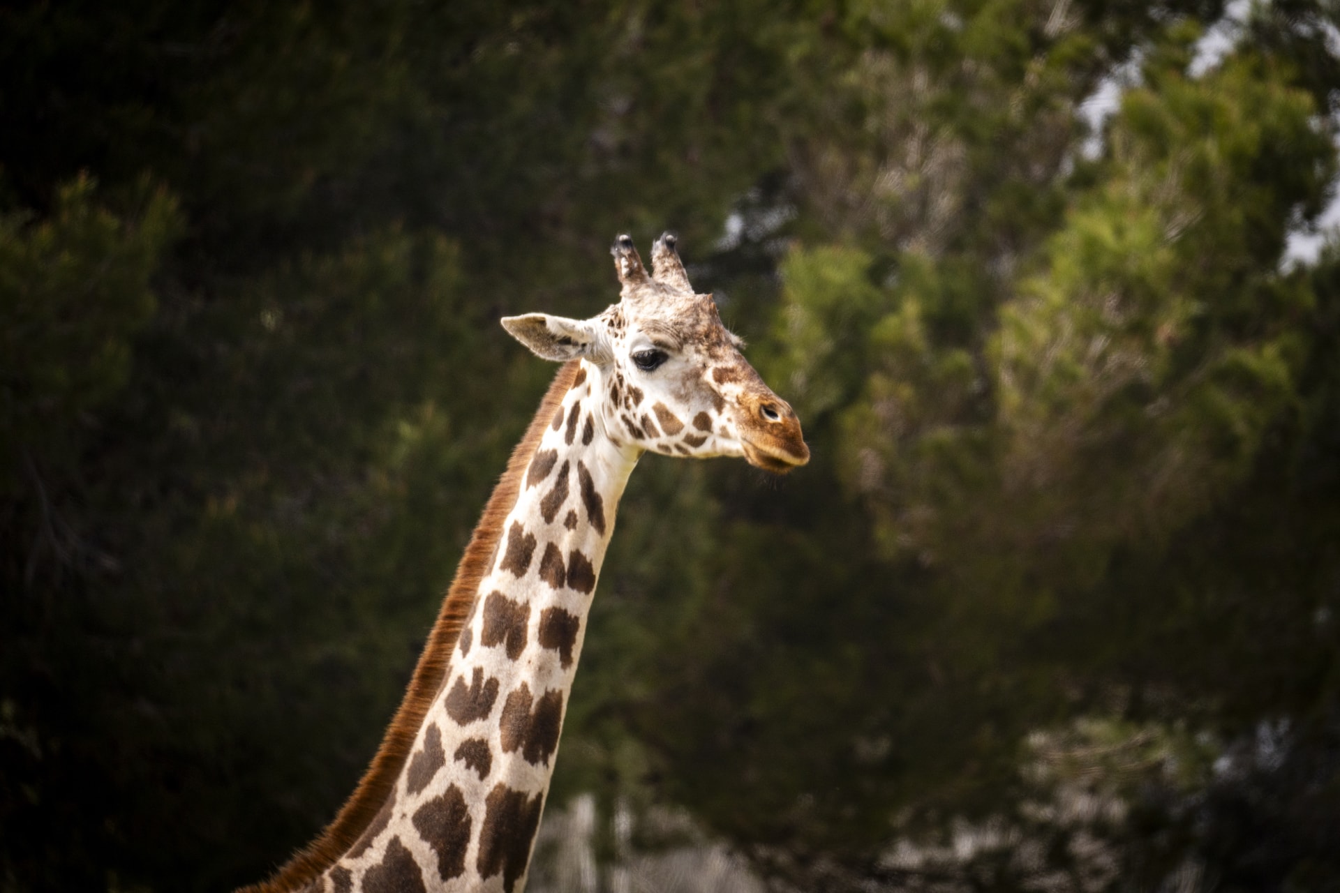 Safari Mallorca - Abril 2025 - jirafa