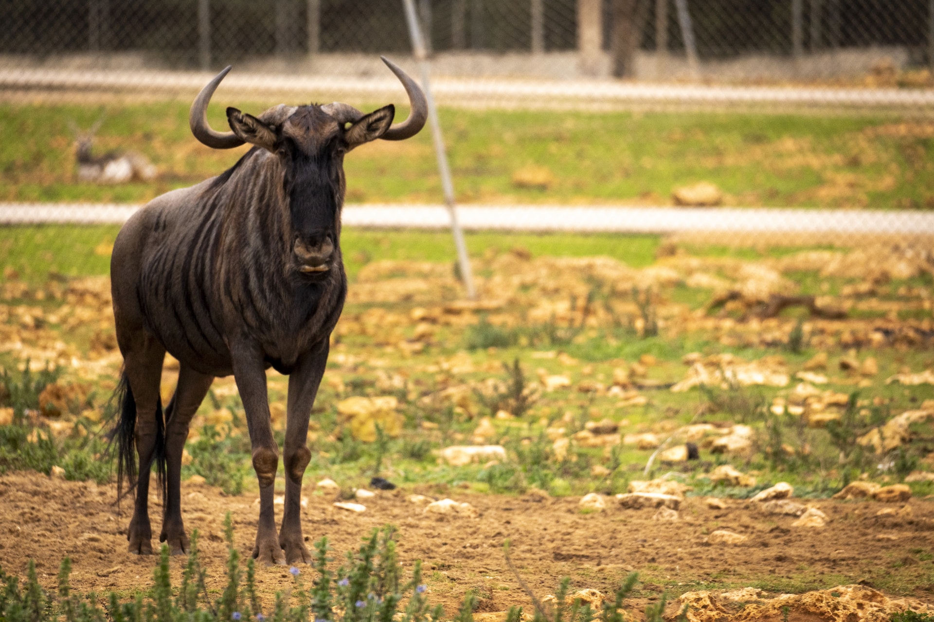 Safari Mallorca - Abril 2025 - ñu